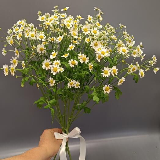 Ромашки