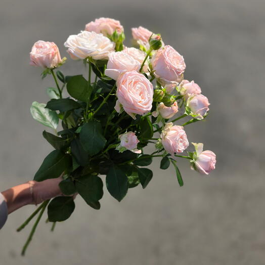 Семицветик