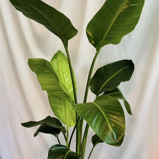 EDEM botanical studio