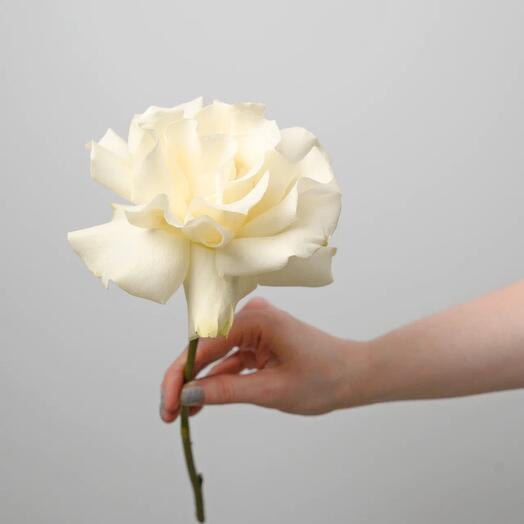 White French Rose