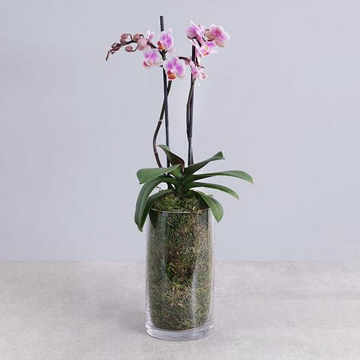 2 Stem Purple Mini Orchid Plant in Cylinder Vase