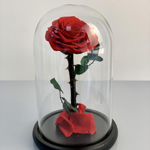Red Infinity Rose in a Box
