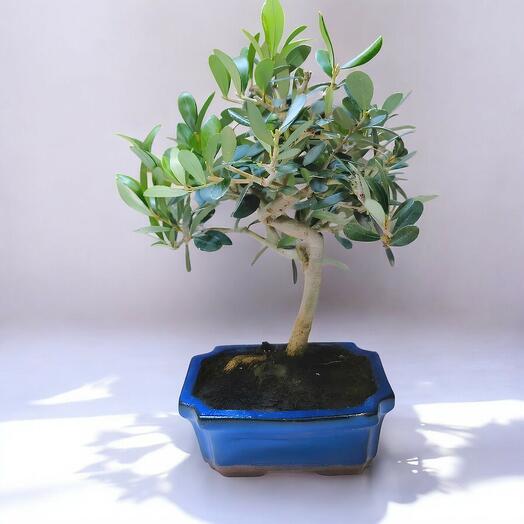 BONSAI OLIVO 7 AÑOS