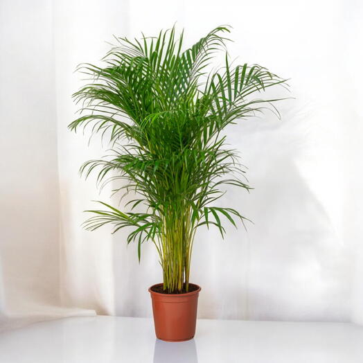 Areca Palm Plant (Golden Cane Palm, Yellow Palm, Butterfly Palm, or Bamboo Palm)