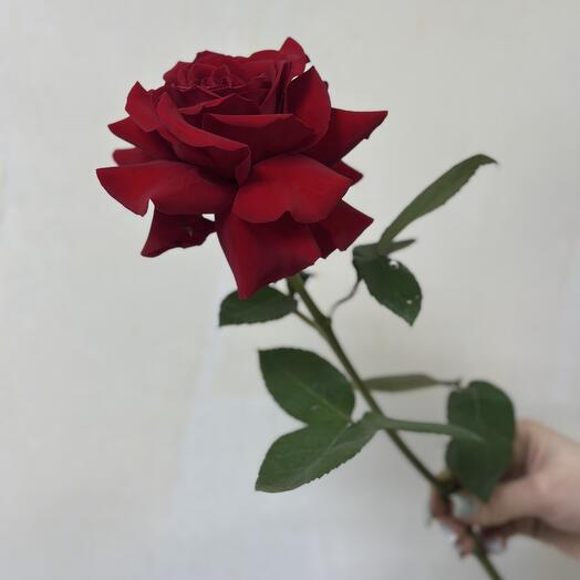 Ажурная роза Фридом