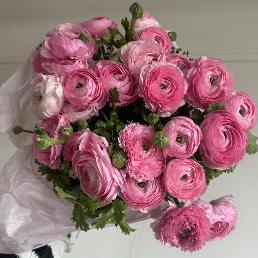 Ranunculus pink big