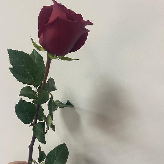 Бордовая Роза 70 см