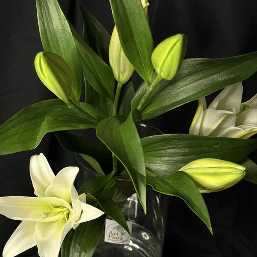 AriFlora