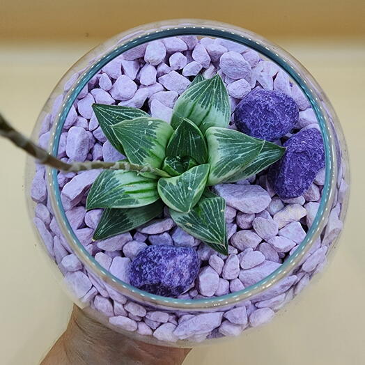 Колючий Лис