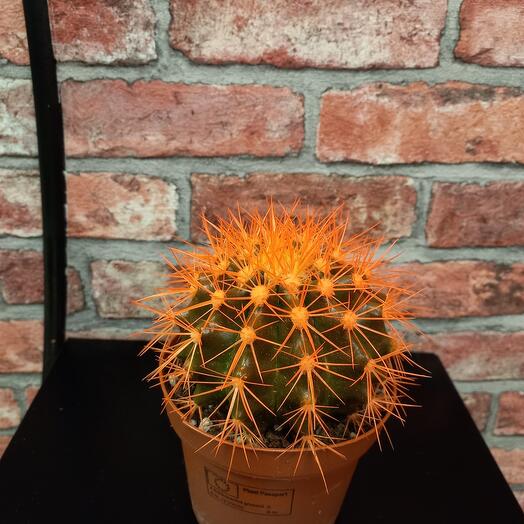 Cactus orangea