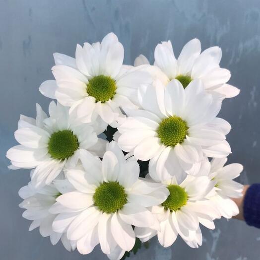 INBLOOM