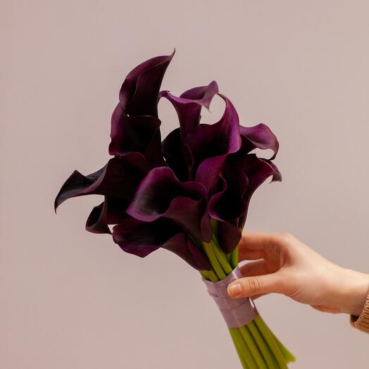 Bouquet of black (dark purple) calla lilies
