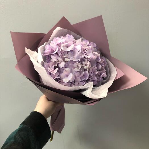 Lavender Hydrangea