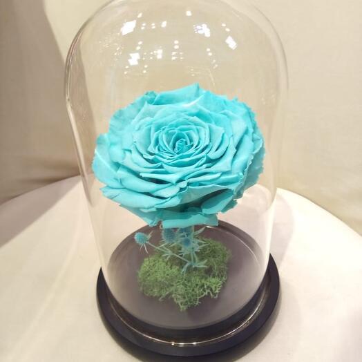 Tiffany Color Forever / Infinity Rose