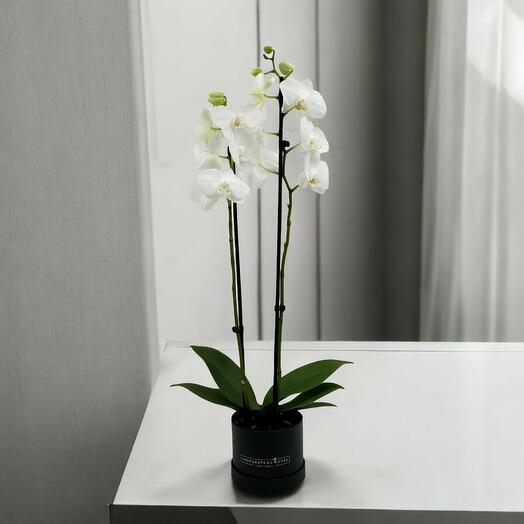 Orquidea premium blanca