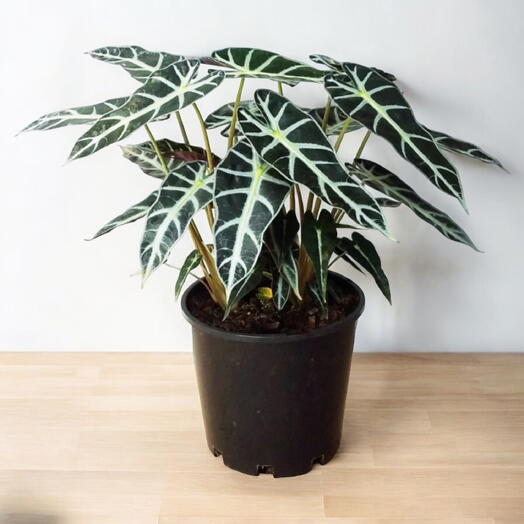 Alocasia Plant – Polly – African Mask – Elephant Ears