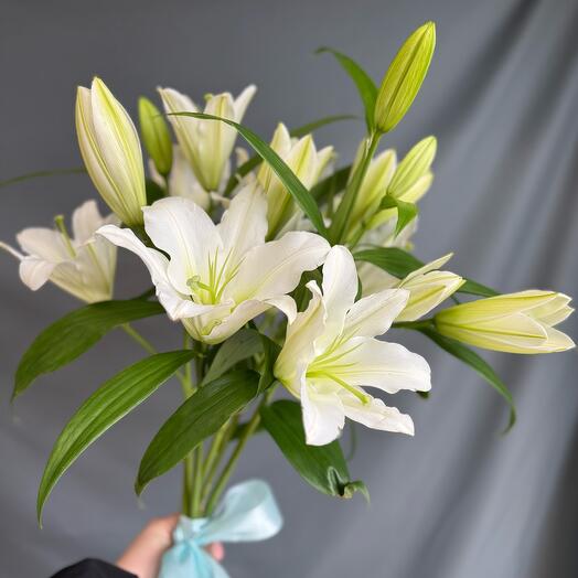 Lily