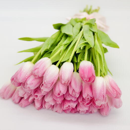 35 pink tulips