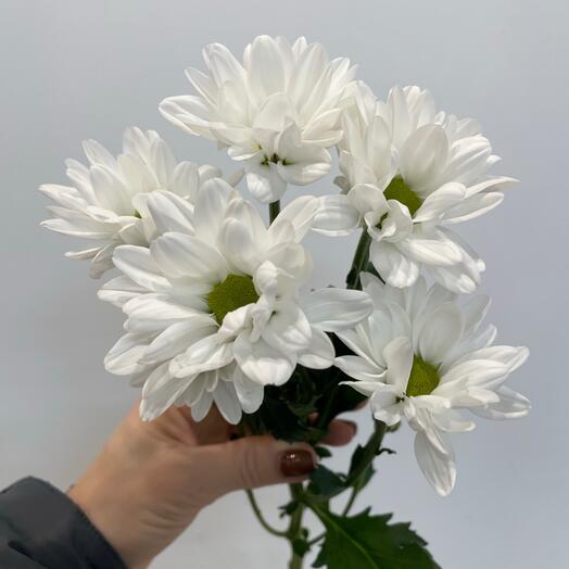 Хризантема кустовая ромашковидная , Даниэль