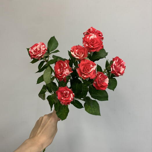 Moment flower 🌼 