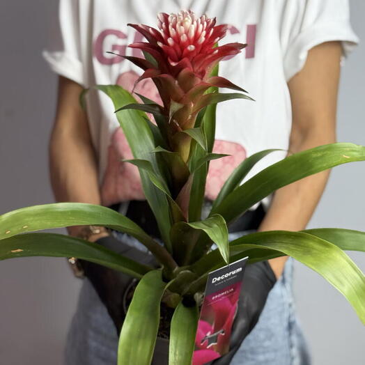 Mi Flor