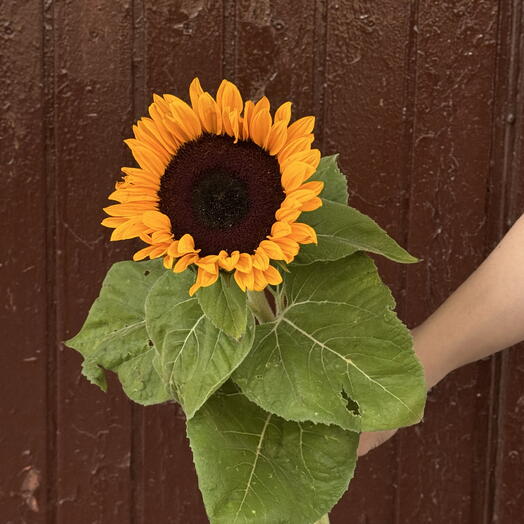 FLOWA.LOVA