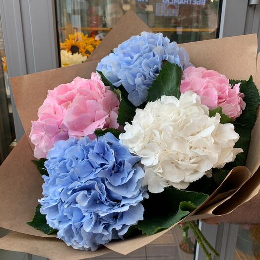 Hydrangea