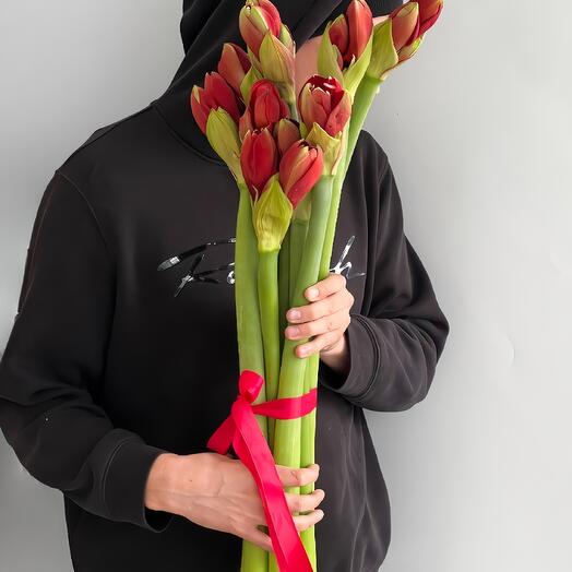 9 амариллисов