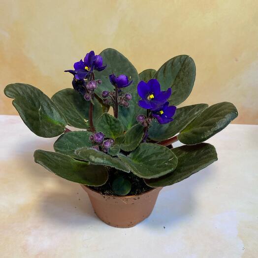 Комнатное растение Сенполия/фиалка