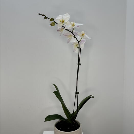 Orchid plant in ceramic vase