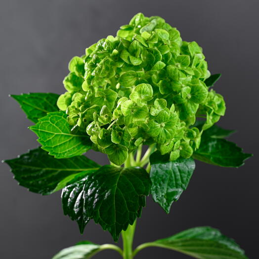 Hydrangea - Green