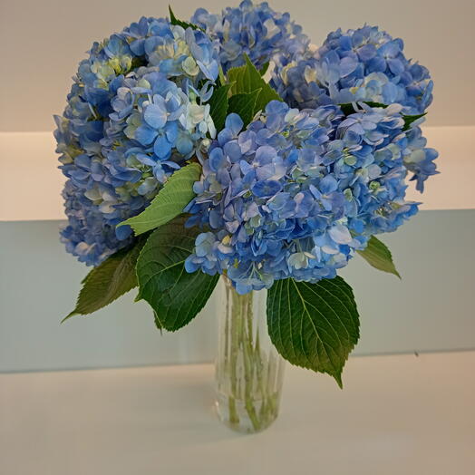 Blue Hydrangea Bunch