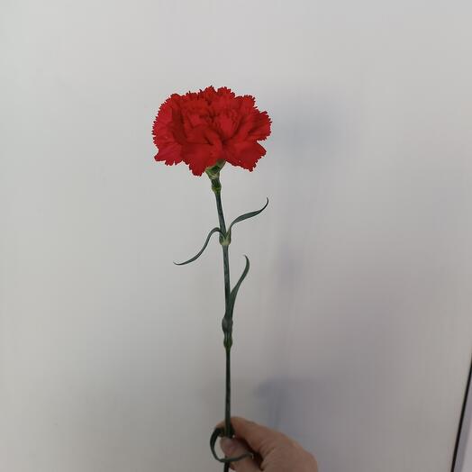 Carnation