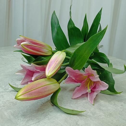 Lirio Rosa