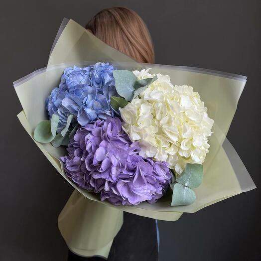 Hortensias ACCIÓN