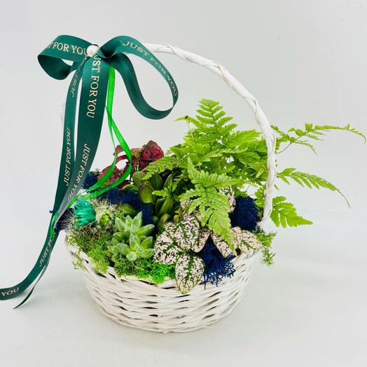 Мини сад из комнатных растений в корзине