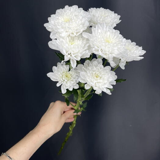Ovchinnikova flowers