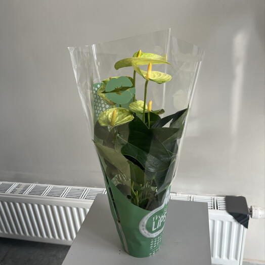 Raushan flowers