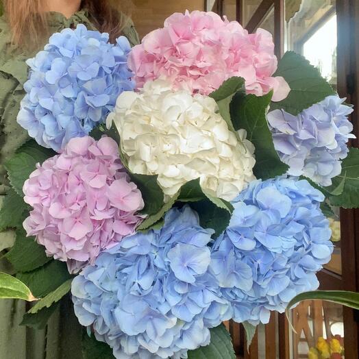 Giant bouquet of hydrangeas