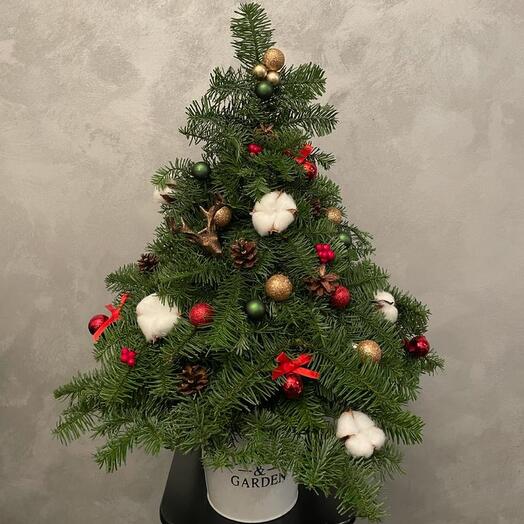 Ёлка из нобилиса