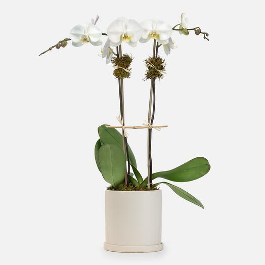 White Orchid Plant - Double