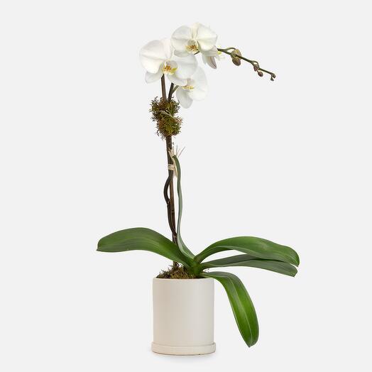 White Orchid Plant - Single
