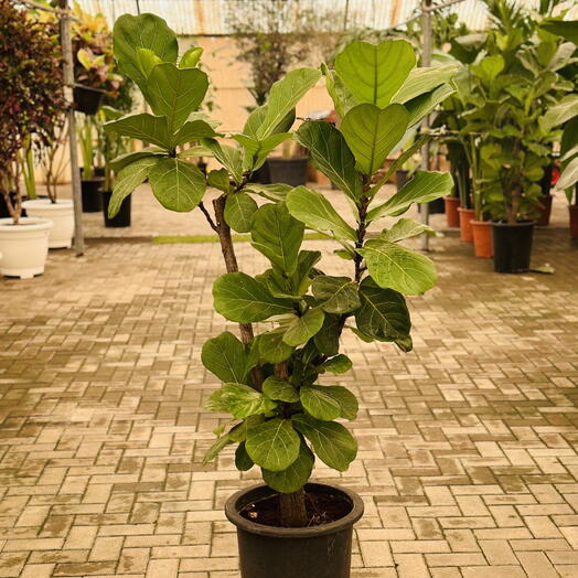 Ficus Lyrata Multi Branched