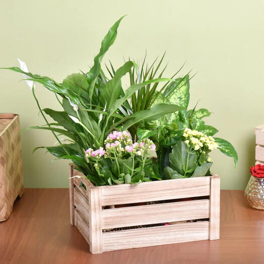 Urban Garden Plant Basket