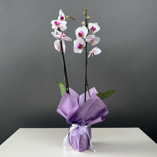 Orchid violet