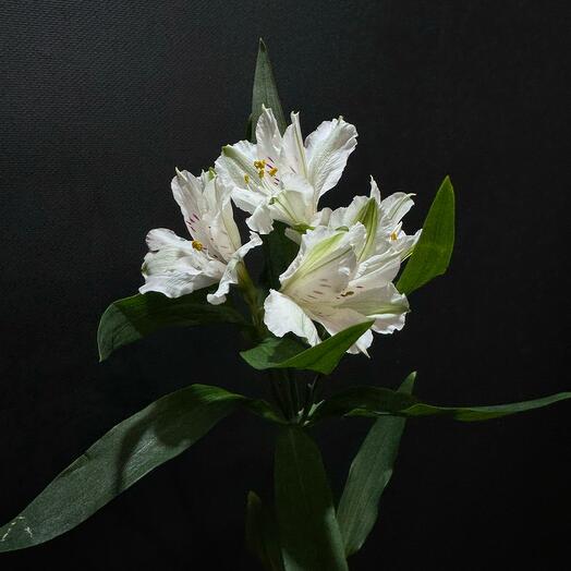 Альстромерия White