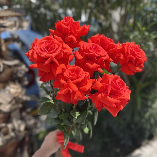 Французская Роза «Нина»😍🌹