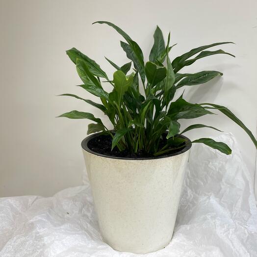 Спатифиллум