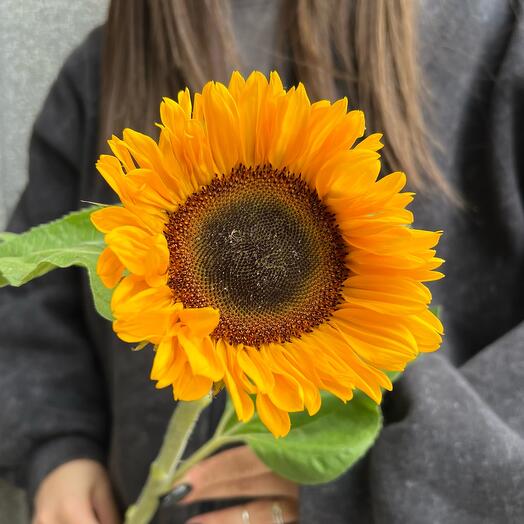 Милый Краснодарский подсолнух мини