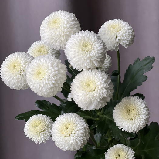 Zeffir flowers